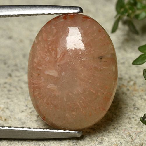 7.45 ct Oval Coral, 15.6 x 12.1 mm From Indonesia, Photo A