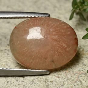 7.45 ct Multicolor Coral Stone, Natural Coral in Oval Cabochon Shape for Sale