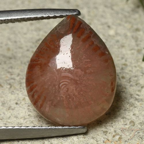 Corail Multicolore Poire 14,8 x 12,1mm d'Indonésie, poids de 6,87 ct, pierre gemme naturelle Non traité de pureté Translucide, 1 pièce de corail pear cabochon, couleur : Multicolore, dureté de Mohs de 3 à 4, Photo A