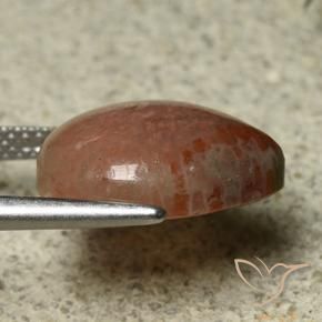 Coral Gemstone in 14.8 x 12.1 mm Size for Sale, Coral Stone in Multicolor Color