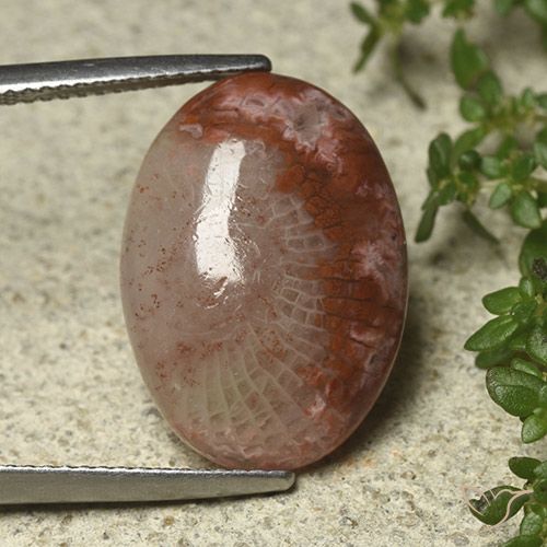 8.52ct Natural Multicolor Coral, Oval, Translucent