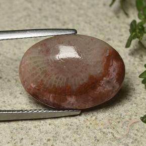 8.52 ct Multicolor Coral Stone, Natural Coral in Oval Cabochon Shape for Sale