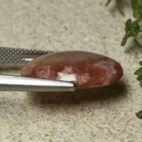 Coral Gemstone in 19.4 x 13.8 mm Size for Sale, Coral Stone in Multicolor Color