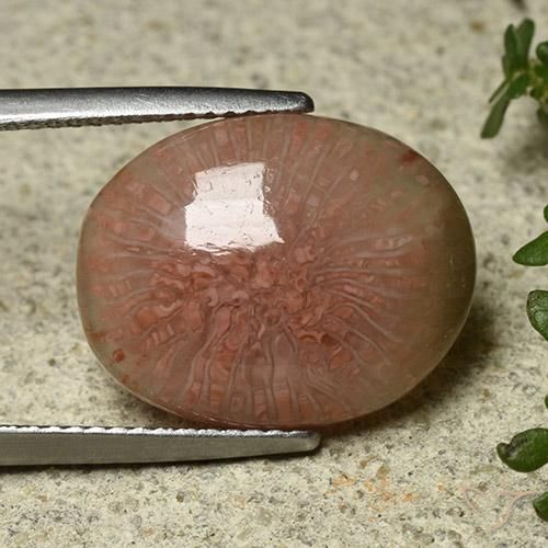 7.81 ct Multicolor Coral Stone, Natural Coral in Oval Cabochon Shape for Sale