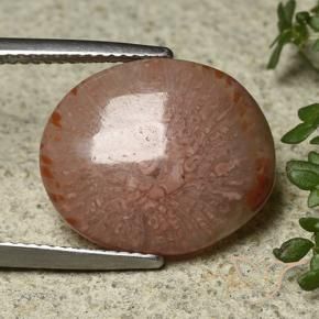 7.04 ct Multicolor Coral Stone, Natural Coral in Oval Cabochon Shape for Sale