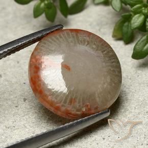 7.80 ct Multicolor Coral Stone, Natural Coral in Round Cabochon Shape for Sale