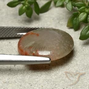 Coral Gemstone in 16 mm (calibrated) Size for Sale, Coral Stone in Multicolor Color