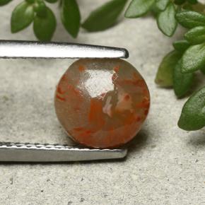 1.9ct Round Cabochon Multicolor Coral for sale thumb image of 1.9ct Round Cabochon Multicolor Coral (ID: 492262)