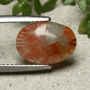 2.54 ct Multicolor Coral Stone, Natural Coral in Oval Cabochon Shape for Sale