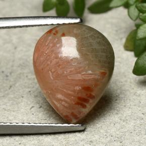 Coral Gemstone in 14.5 x 11.8 mm Size for Sale, Coral Stone in Multicolor Color