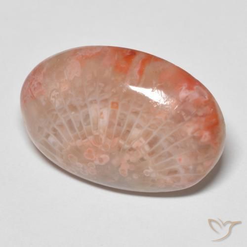 11.96 ct Multicolor Coral Stone, Natural Coral in Oval Cabochon Shape for Sale