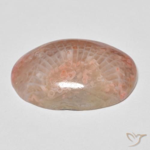 Coral Gemstone in 21.1 x 14.2 mm Size for Sale, Coral Stone in Multicolor Color