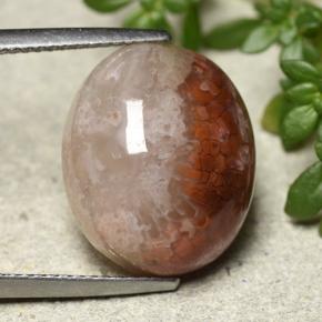 Multicolor Coral Gem - 12.5ct Oval Cabochon (ID: 492361)