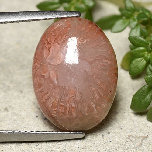 9.24 ct Multicolor Coral Gemstone, Coral Gem in Oval Cabochon Shape for Sale.