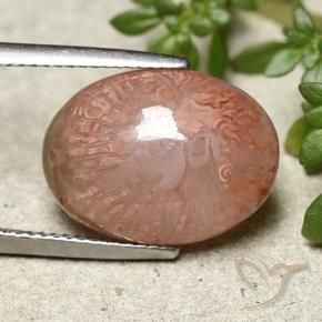 9.24 ct Multicolor Coral Stone, Natural Coral in Oval Cabochon Shape for Sale