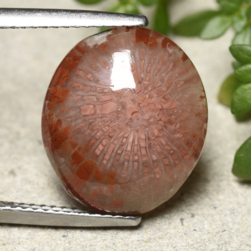 Multicolor Coral Gem - 7.5ct Oval Cabochon (ID: 492364)
