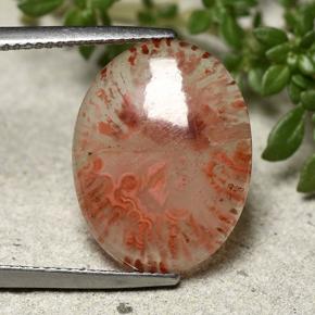 Многоцветный Коралл Камень - 6.9ct Овал Кабошон (ID: 492374)