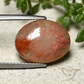 6.66 ct Multicolor Coral Stone, Natural Coral in Oval Cabochon Shape for Sale