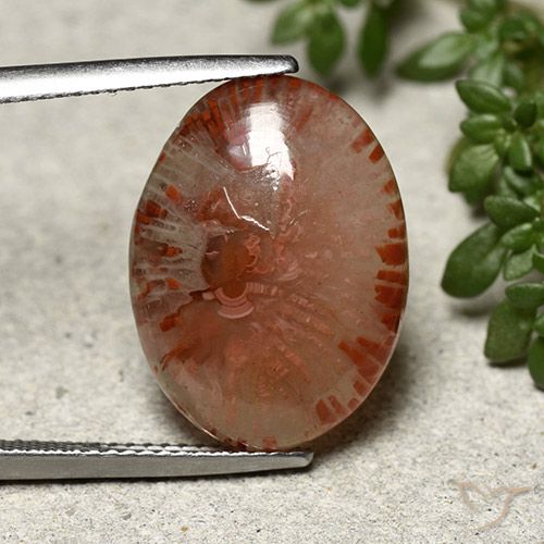 10.04ct Naturale Multicolore Corallo, Ovale, Traslucido, Photo A