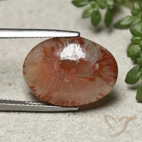 10.04 ct Multicolor Coral Stone, Natural Coral in Oval Cabochon Shape for Sale