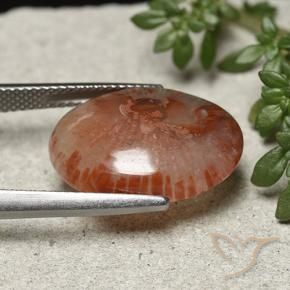Coral Gemstone in 18.7 x 14 mm Size for Sale, Coral Stone in Multicolor Color