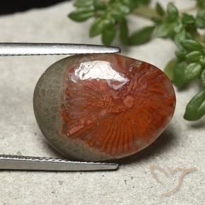 8.92 ct Multicolor Coral Stone, Natural Coral in Fancy Cabochon Shape for Sale