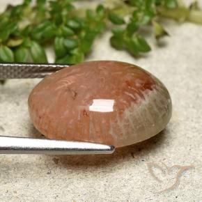 Coral Gemstone in 16 x 12 mm (calibrated) Size for Sale, Coral Stone in Multicolor Color