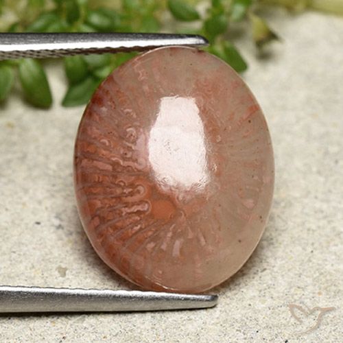 6.97ct Natural Multicolor Coral, Oval, Translucent, Photo A
