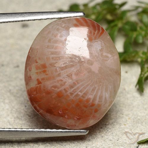 7.31ct Natural Multicolor Coral, Oval, Translucent