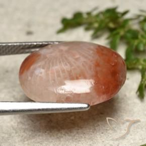 Coral Gemstone in 16 x 13.9 mm Size for Sale, Coral Stone in Multicolor Color