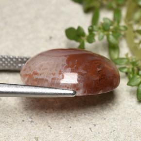 Coral Gemstone in 15.6 x 12.2 mm Size for Sale, Coral Stone in Multicolor Color