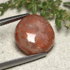 7.61 ct Multicolor Coral Stone, Natural Coral in Fancy Cabochon Shape for Sale