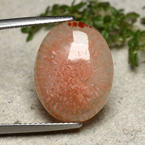 8.03ct Natural Multicolor Coral, Oval, Translucent