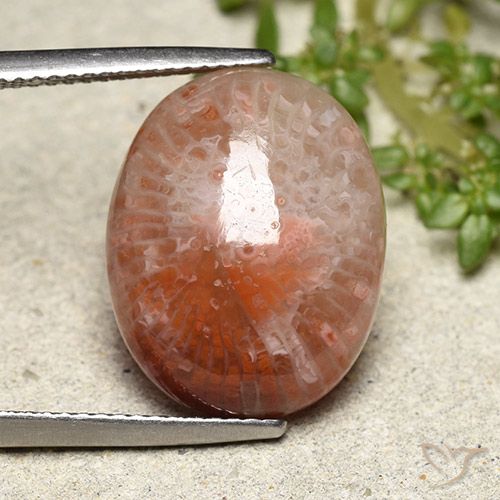 10.15ct Naturale Multicolore Corallo, Ovale, Traslucido, Photo A