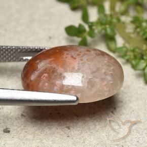 Coral Gemstone in 17.3 x 13.7 mm Size for Sale, Coral Stone in Multicolor Color