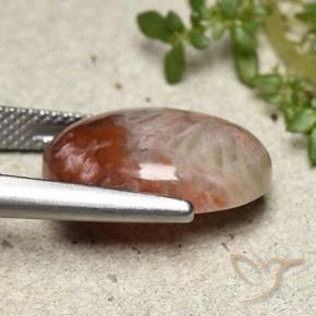 Coral Gemstone in 16.3 x 12.6 mm Size for Sale, Coral Stone in Multicolor Color