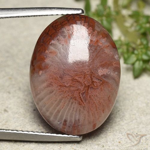 11.71 ct Oval Coral, 19.7 x 14.8 mm From Indonesia, Photo A