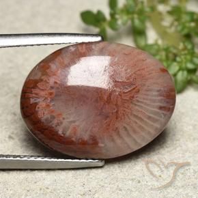 11.71 ct Multicolor Coral Stone, Natural Coral in Oval Cabochon Shape for Sale