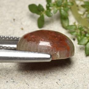 Coral Gemstone in 12.5 x 9.3 mm Size for Sale, Coral Stone in Multicolor Color