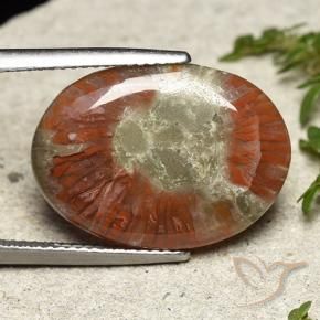 8.01 ct Multicolor Coral Stone, Natural Coral in Oval Cabochon Shape for Sale