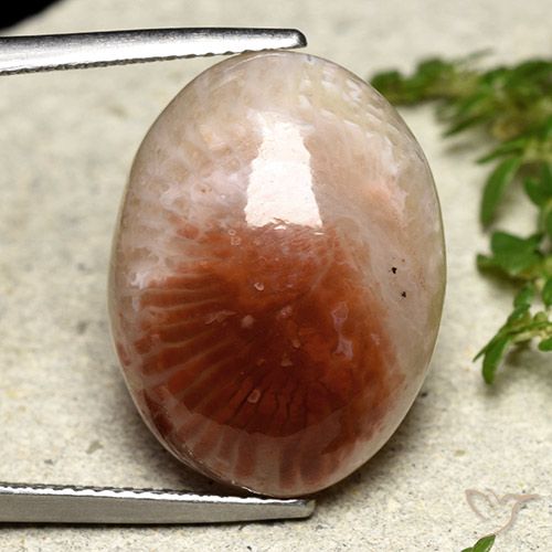 14.47 ct Oval Coral, 19.7 x 15 mm From Indonesia, Photo A