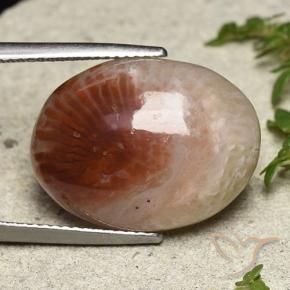 14.47 ct Multicolor Coral Stone, Natural Coral in Oval Cabochon Shape for Sale