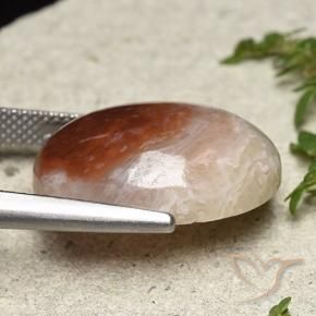 Coral Gemstone in 20 x 15 mm (calibrated) Size for Sale, Coral Stone in Multicolor Color