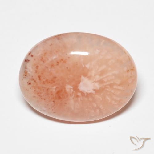 Coral Multicolor Cabujón Óvalo de 17,7 x 14mm de Indonesia, peso de 9.34ct, piedra preciosa No tratado de forma natural en claridad Translúcido, Coral de 1 pieza: el color es Multicolor, dureza Mohs de 3 - 4, Photo A