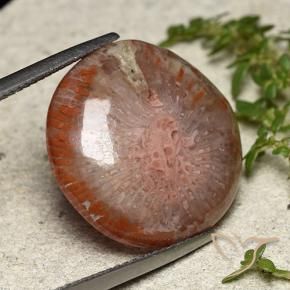 14.05 ct Multicolor Coral Stone, Natural Coral in Round Cabochon Shape for Sale