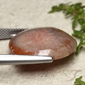 Coral Gemstone in 20 mm (calibrated) Size for Sale, Coral Stone in Multicolor Color