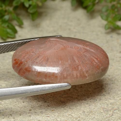 Coral Gemstone in 23.6 x 14.6 mm Size for Sale, Coral Stone in Multicolor Color