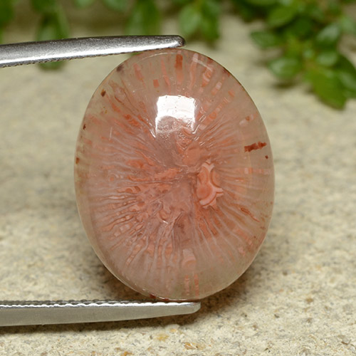 Многоцветный Коралл Камень - 10.7ct Овал Кабошон (ID: 492477)