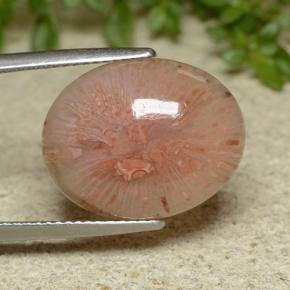 10.65 ct Multicolor Coral Stone, Natural Coral in Oval Cabochon Shape for Sale