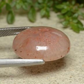 Coral Gemstone in 17.8 x 14.1 mm Size for Sale, Coral Stone in Multicolor Color